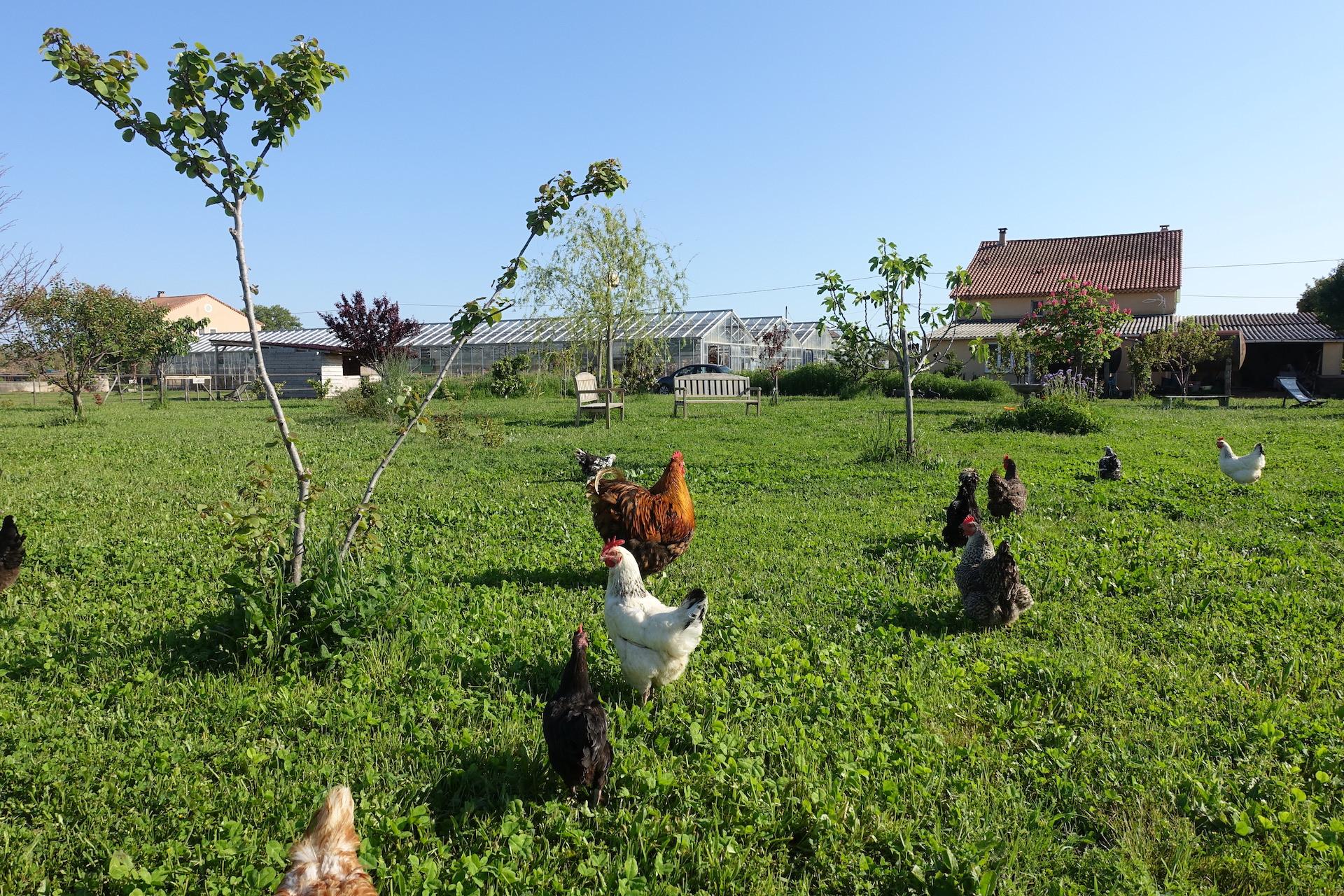 Nos poules en plein air